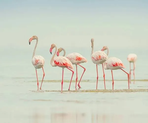 Momella Lakes with flamingos