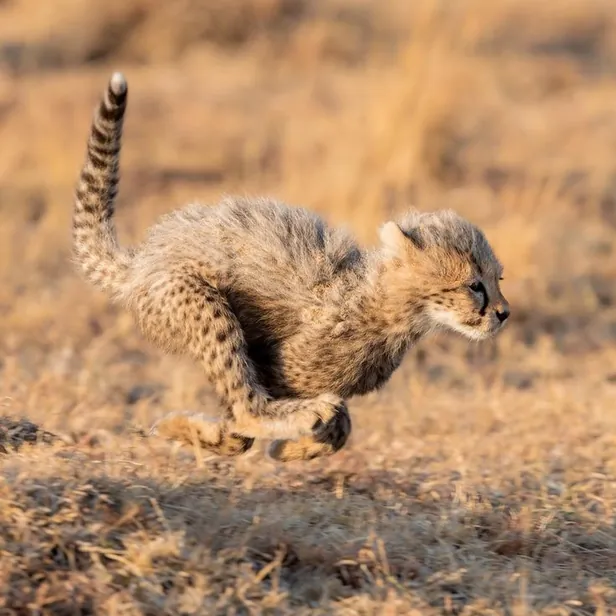 Contact Top Nature Safari - We're here for you
