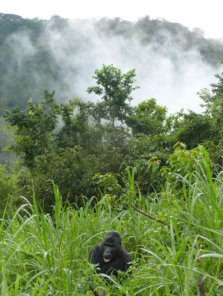Gombe Stream National Park