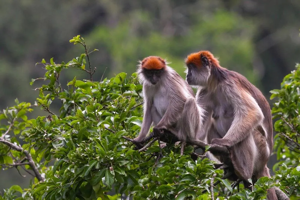 Red colobus monkey in the forest canopy