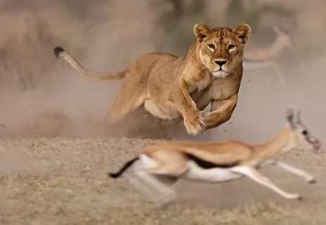 Wildlife Moment