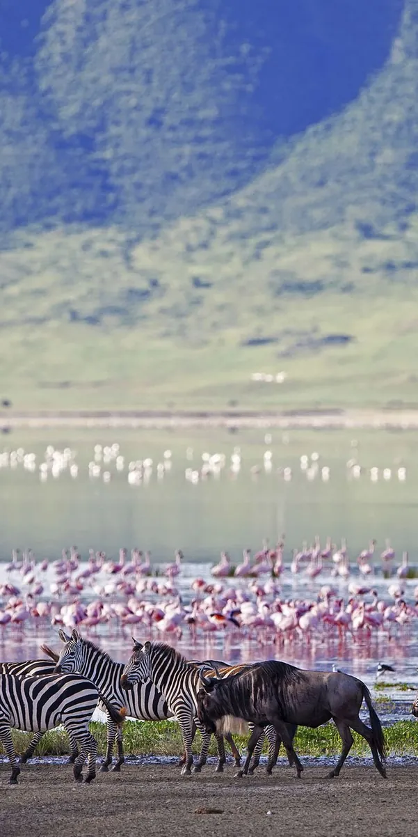 Serengeti