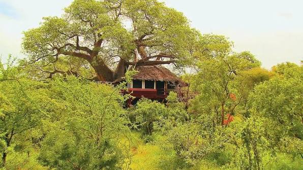Tarangire Tree Tops