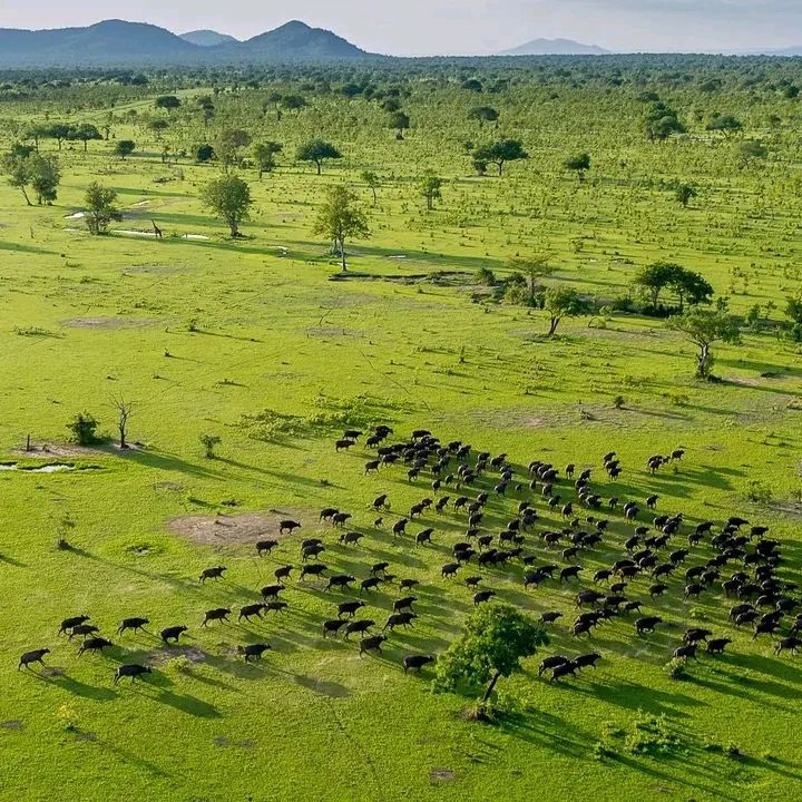 Nyerere (Selous)
