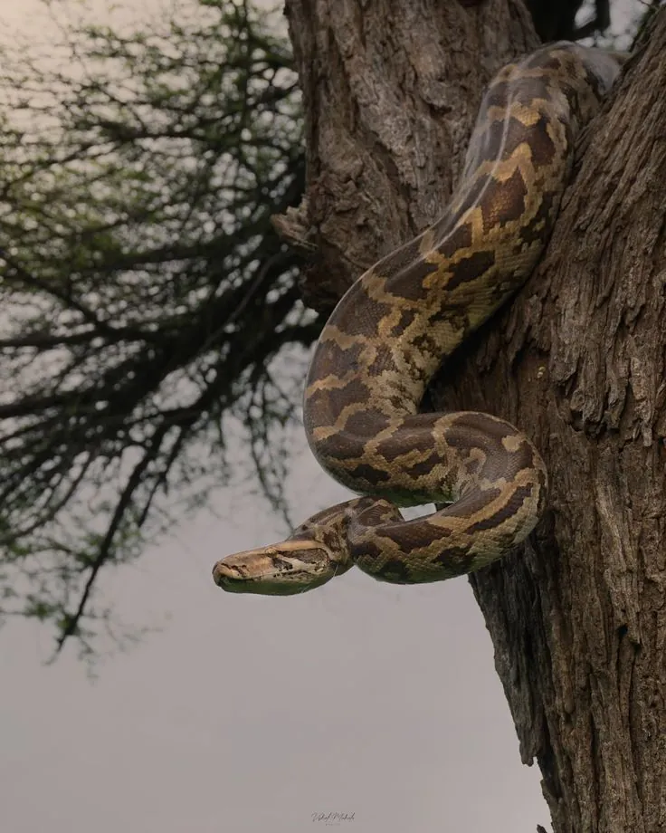 Tree Climbing Pythons
