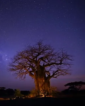 Night Game Drives Ruaha