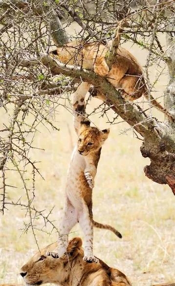 Serengeti