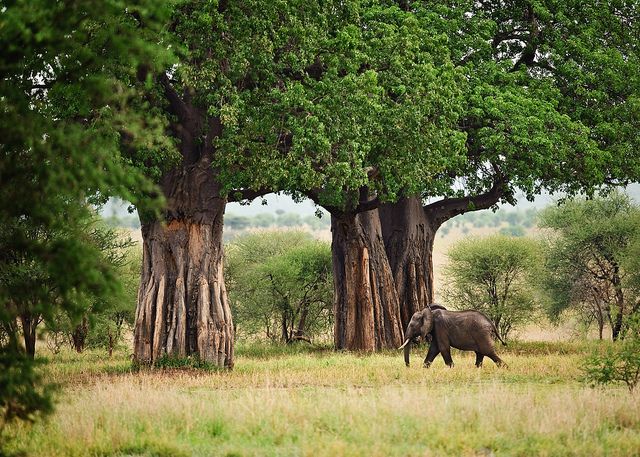 Tarangire