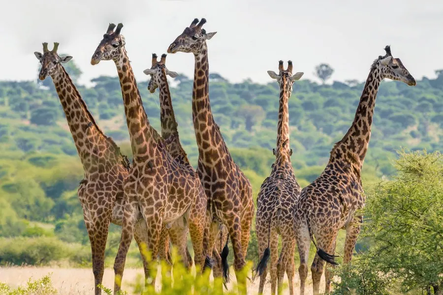 African wildlife